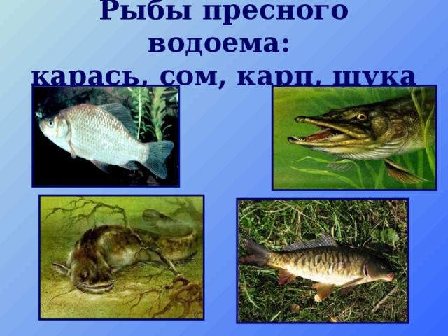 Рыбы пресного водоема:  карась, сом, карп, щука 