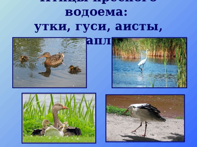 Птицы пресного водоема:  утки, гуси, аисты, цапли 