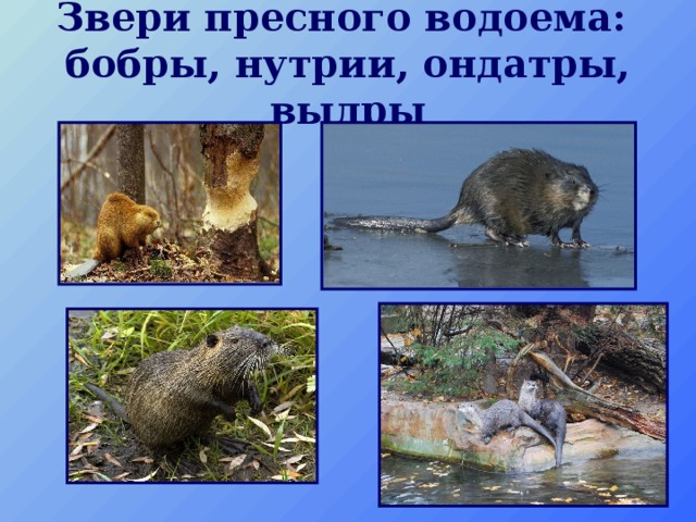 Звери пресного водоема:  бобры, нутрии, ондатры, выдры   