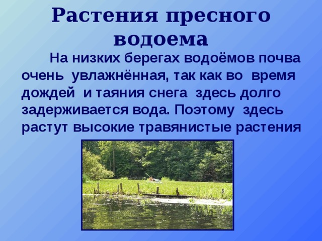 Растения пресного водоема  На низких берегах водоёмов почва очень увлажнённая, так как во время дождей и таяния снега здесь долго задерживается вода. Поэтому здесь растут высокие травянистые растения 