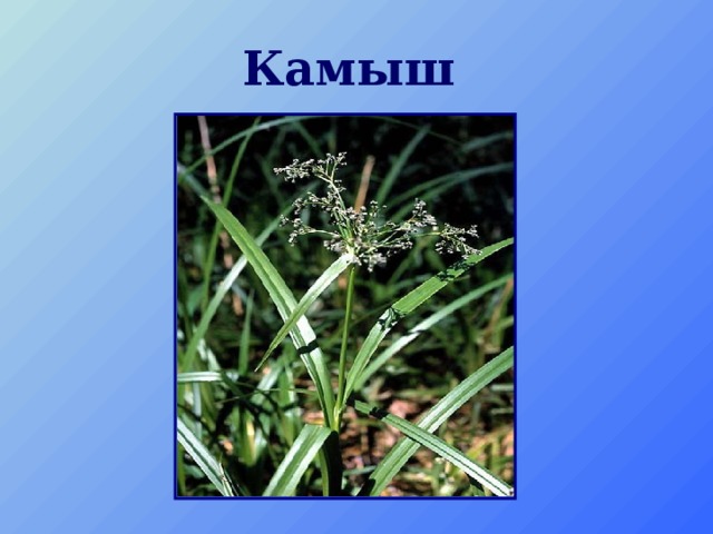 Камыш 