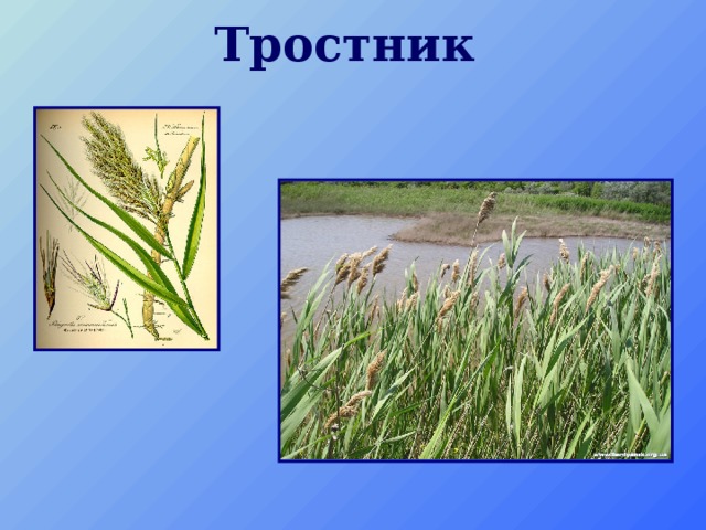 Тростник   