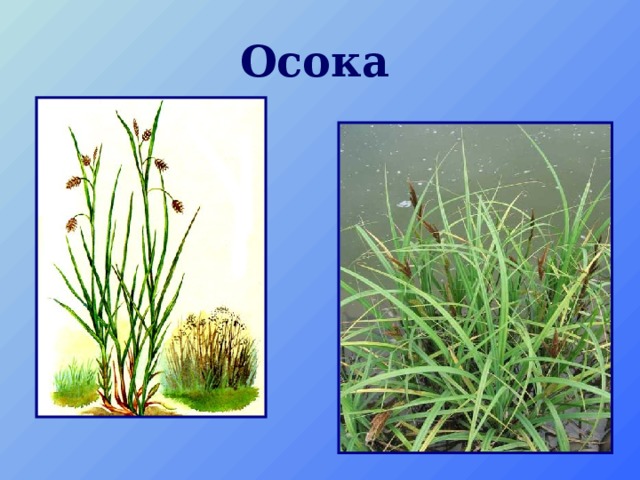 Осока  