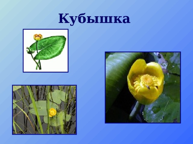 Кубышка 