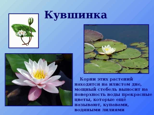Кувшинка   Корни этих растений находятся на илистом дне, мощный стебель выносит на поверхность воды прекрасные цветы, которые ещё называют, купавами, водяными лилиями 