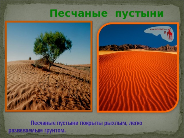 Песчаные пустыни  Песчаные пустыни покрыты рыхлым , легко развеваемым грунтом . 