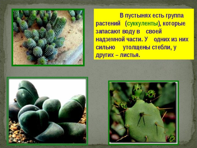  В пустынях есть группа растений ( суккуленты ) , которые запасают воду в своей надземной части . У одних из них сильно утолщены стебли , у других – листья . 
