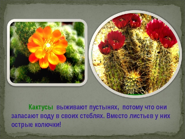  Кактусы выживают пустынях, потому что они запасают воду в своих стеблях. Вместо листьев у них острые колючки! 