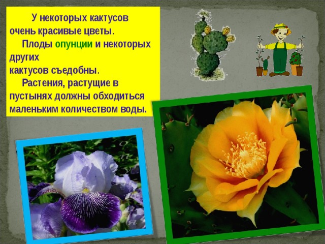  У  некоторых  кактусов  очень красивые цветы .  Плоды опунции  и  некоторых других  кактусов съедобны .  Растения, растущие в пустынях должны обходиться маленьким  количеством воды. 