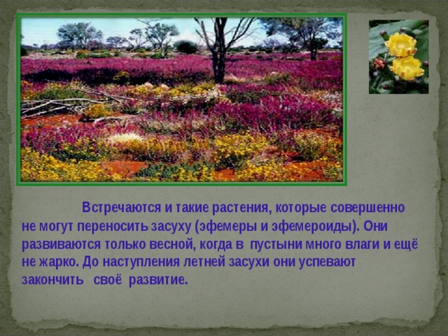  Встречаются и такие растения , которые совершенно не могут переносить засуху (эфемеры и эфемероиды) . Они развиваются только весной , когда в пустыни много влаги и ещё не жарко . До наступления летней засухи они успевают закончить своё развитие . 