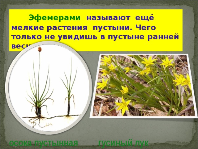  Эфемерами называют ещё мелкие растения пустыни. Чего только не увидишь в пустыне ранней весной. осока пустынная гусиный лук 