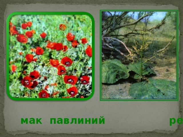 мак павлиний ревень 