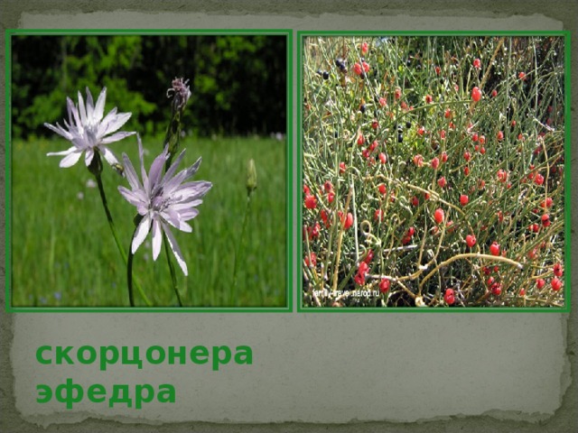 скорцонера эфедра 