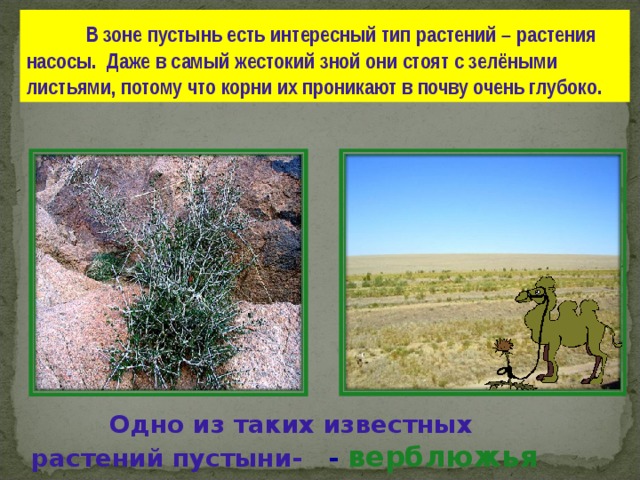  В зоне пустынь есть интересный тип растений  – растения насосы . Даже в самый жестокий зной они стоят с зелёными листьями , потому что корни их проникают в почву очень глубоко .  Одно из таких известных растений пустыни-  - верблюжья колючка . 