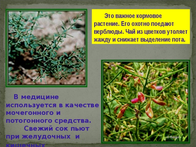  Это важное кормовое растение . Его охотно поедают верблюды . Чай из цветков утоляет жажду и снижает выделение пота .  В медицине используется в качестве мочегонного и потогонного средства . Свежий сок пьют при желудочных и кишечных  заболеваниях . 