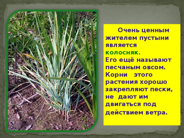  Очень ценным жителем пустыни является колосняк. Его ещё называют песчаным овсом. Корни этого растения хорошо закрепляют пески , не дают им двигаться под действием ветра .  