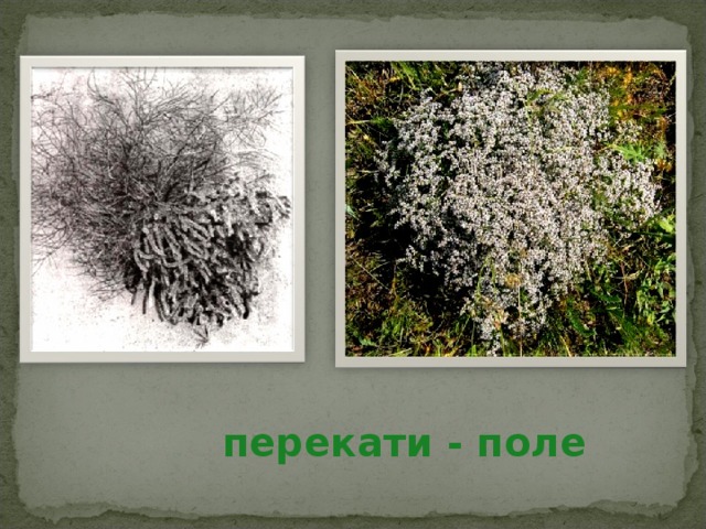 перекати - поле 