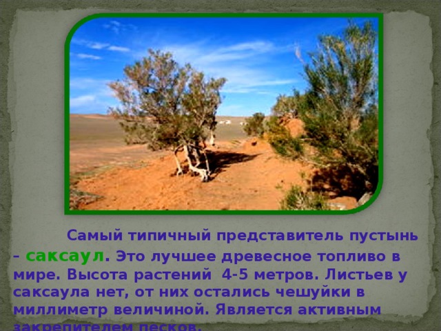  Самый типичный представитель пустынь – саксаул . Это лучшее древесное топливо в мире . Высота растений 4-5 метров . Листьев у саксаула нет , от них остались чешуйки в миллиметр величиной . Является активным закрепителем песков . 