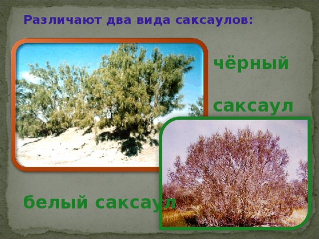Различают два вида саксаулов: чёрный  саксаул белый саксаул 