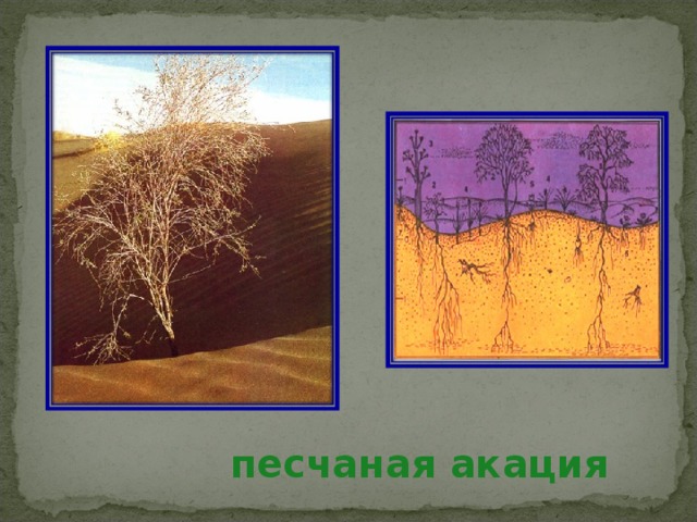 песчаная акация 