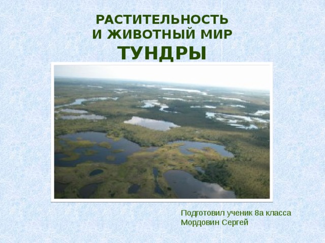 РАСТИТЕЛЬНОСТЬ  И ЖИВОТНЫЙ МИР ТУНДРЫ Подготовил ученик 8а класса Мордовин Сергей 