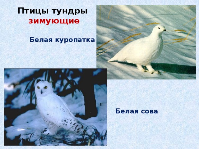 Птицы тундры зимующие Белая куропатка          Белая сова 