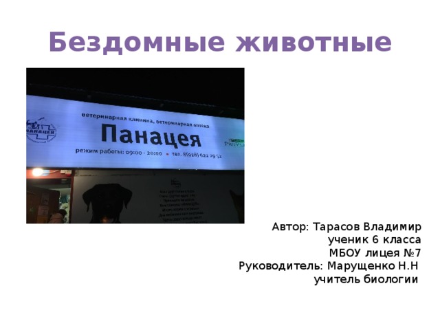Бездомные животные Автор: Тарасов Владимир ученик 6 класса МБОУ лицея №7 Руководитель: Марущенко Н.Н учитель биологии 