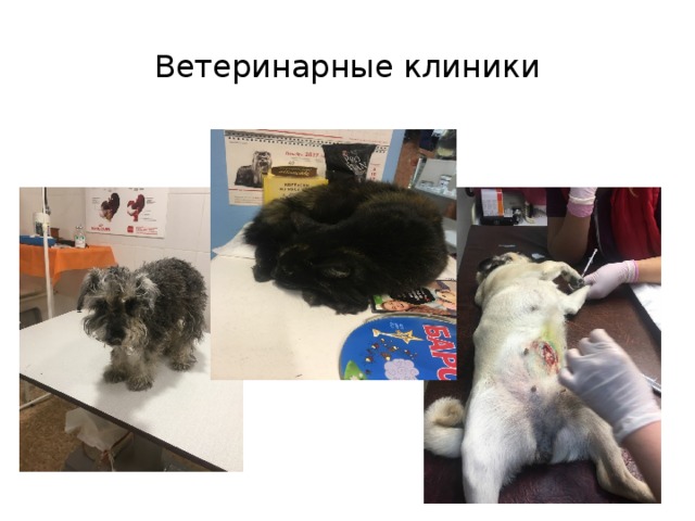 Ветеринарные клиники 