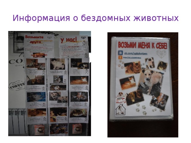 Информация о бездомных животных 