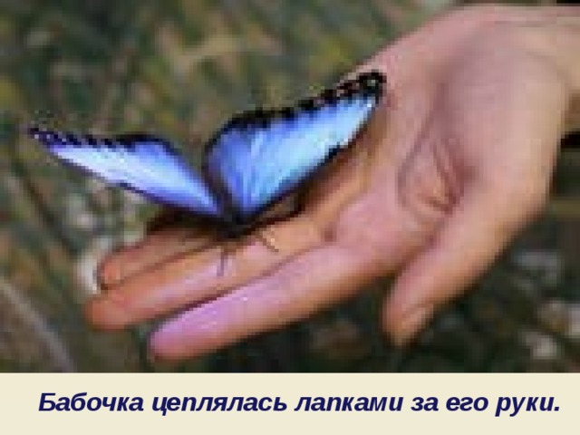 Бабочка цеплялась лапками за его руки. 