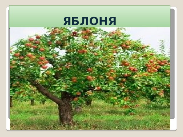 ЯБЛОНЯ 