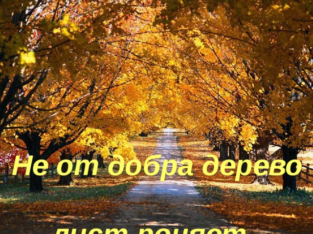 Не от добра дерево  лист роняет.  