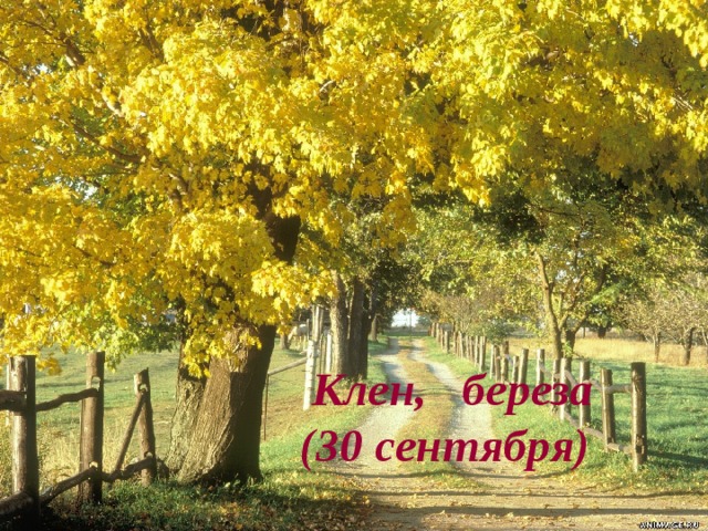  Клен, береза  (30 сентября)   