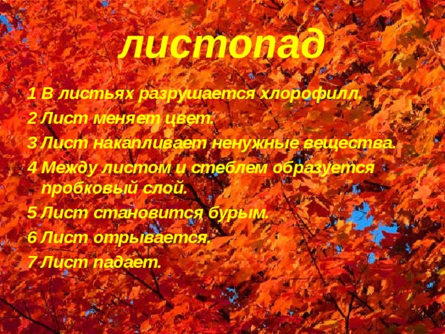 листопад 1 В листьях разрушается хлорофилл. 2 Лист меняет цвет. 3 Лист накапливает ненужные вещества. 4 Между листом и стеблем образуется пробковый слой. 5 Лист становится бурым. 6 Лист отрывается. 7 Лист падает.  