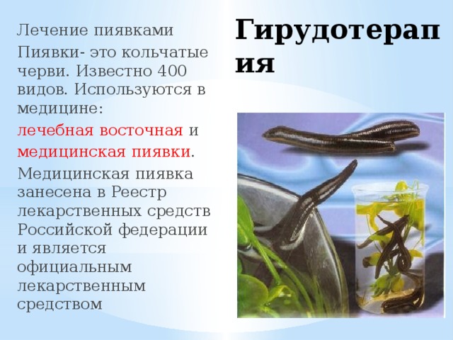 Гирудотерапия Лечение пиявками Пиявки- это кольчатые черви. Известно 400 видов. Используются в медицине: лечебная восточная и медицинская пиявки . Медицинская пиявка занесена в Реестр лекарственных средств Российской федерации и является официальным лекарственным средством 