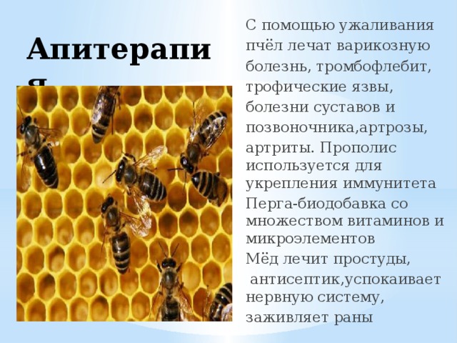 С помощью ужаливания пчёл лечат варикозную болезнь, тромбофлебит, трофические язвы, болезни суставов и позвоночника,артрозы, артриты. Прополис используется для укрепления иммунитета Перга-биодобавка со множеством витаминов и микроэлементов Мёд лечит простуды,  антисептик,успокаивает нервную систему, заживляет раны Апитерапия 