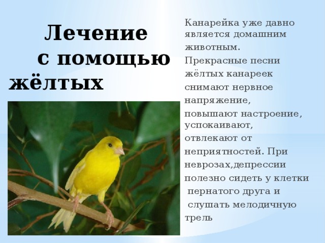 Канарейка уже давно является домашним животным. Прекрасные песни жёлтых канареек снимают нервное напряжение, повышают настроение, успокаивают, отвлекают от неприятностей. При неврозах,депрессии полезно сидеть у клетки  пернатого друга и  слушать мелодичную трель  Лечение  с помощью  жёлтых канареек  