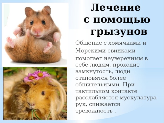  Лечение  с помощью  грызунов Общение с хомячками и Морскими свинками помогает неуверенным в себе людям, проходит замкнутость, люди становятся более общительными. При тактильном контакте расслабляется мускулатура рук, снижается тревожность . 