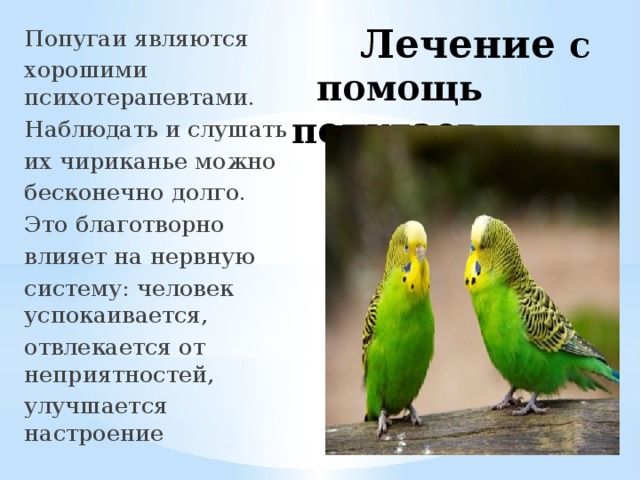 Лечение с помощь попугаев    Попугаи являются хорошими психотерапевтами. Наблюдать и слушать их чириканье можно бесконечно долго. Это благотворно влияет на нервную систему: человек успокаивается, отвлекается от неприятностей, улучшается настроение  