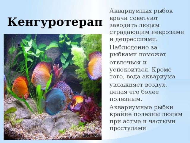 Аквариумных рыбок врачи советуют заводить людям страдающим неврозами и депрессиями. Наблюдение за рыбками поможет отвлечься и успокоиться. Кроме того, вода аквариума увлажняет воздух, делая его более полезным. Аквариумные рыбки крайне полезны людям при астме и частыми простудами Кенгуротерапия 