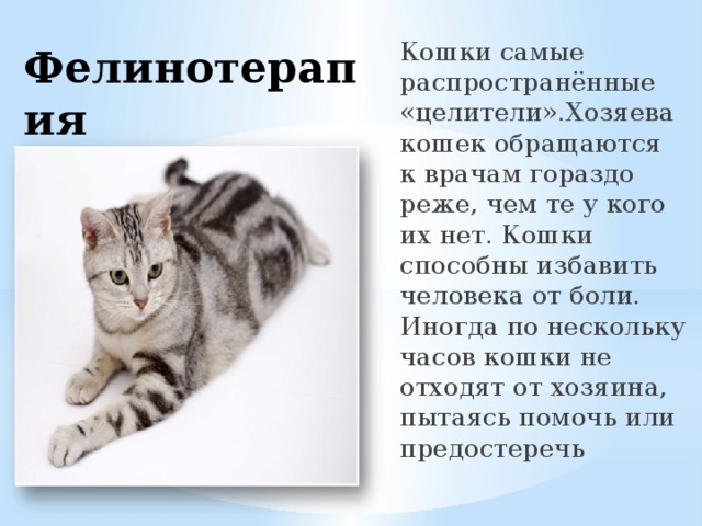 Кошки самые распространённые «целители».Хозяева кошек обращаются к врачам гораздо реже, чем те у кого их нет. Кошки способны избавить человека от боли. Иногда по нескольку часов кошки не отходят от хозяина, пытаясь помочь или предостеречь  Фелинотерапия 