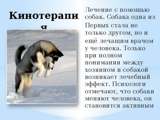 Лечение с помощью собак. Собака одна из Первых стала не только другом, но и ещё лечащим врачом у человека. Только при полном понимании между хозяином и собакой возникает лечебный эффект. Психологи отмечают, что собаки меняют человека, он становится активным Кинотерапия 