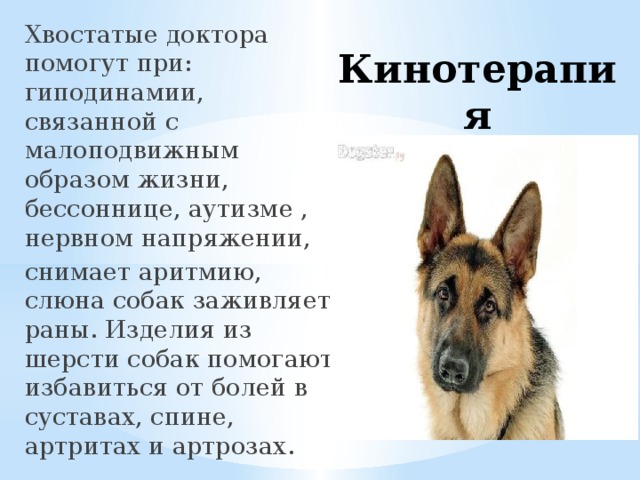 Хвостатые доктора помогут при: гиподинамии, связанной с малоподвижным образом жизни,  бессоннице, аутизме , нервном напряжении, снимает аритмию, слюна собак заживляет раны. Изделия из шерсти собак помогают избавиться от болей в суставах, спине, артритах и артрозах.  Кинотерапия 