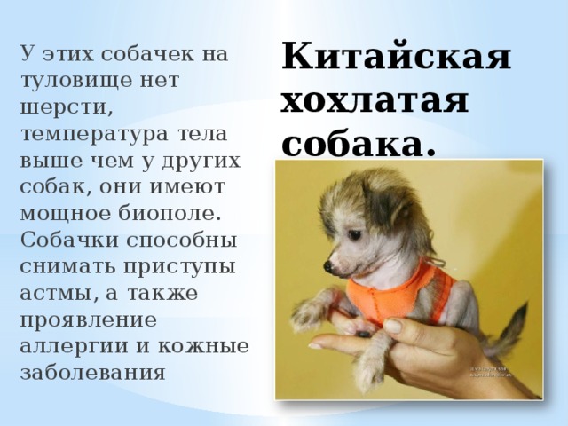Китайская хохлатая собака. У этих собачек на туловище нет шерсти, температура тела выше чем у других собак, они имеют мощное биополе. Собачки способны снимать приступы астмы, а также проявление аллергии и кожные заболевания 