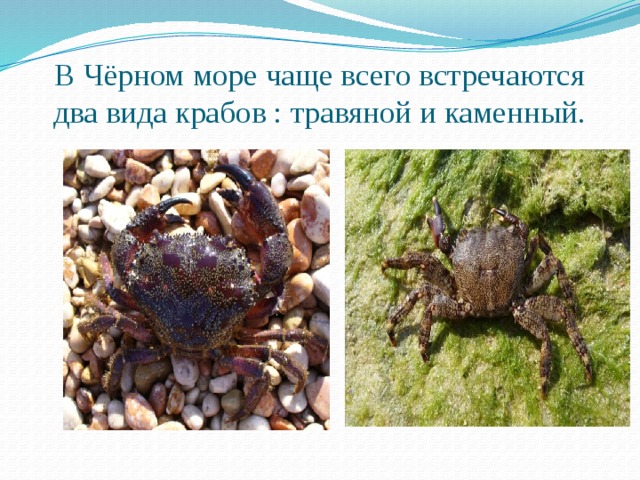 В Чёрном море чаще всего встречаются два вида крабов : травяной и каменный. 