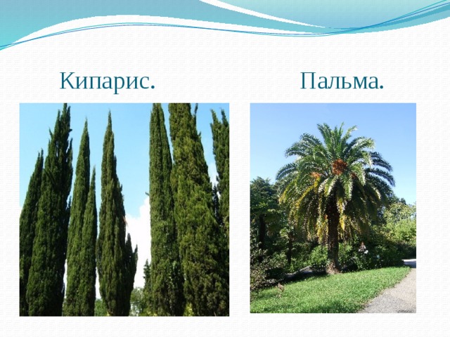 Кипарис. Пальма. 