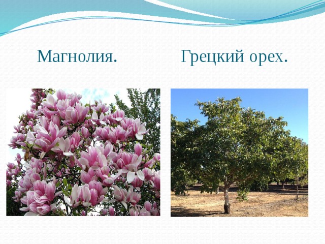 Магнолия. Грецкий орех. 