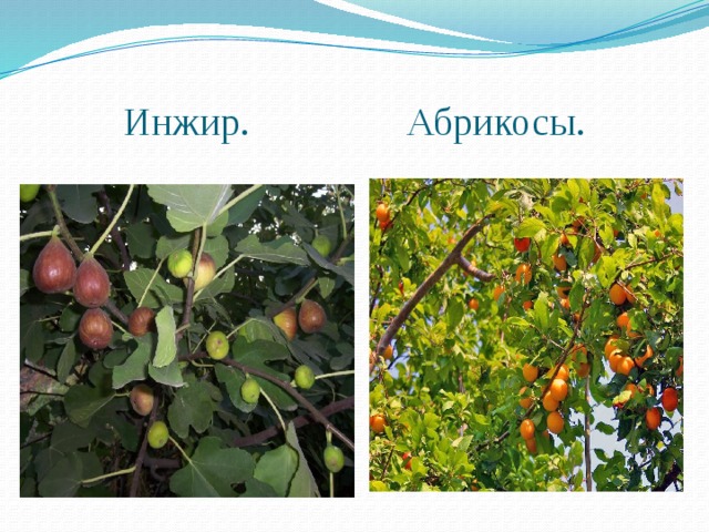 Инжир. Абрикосы. 