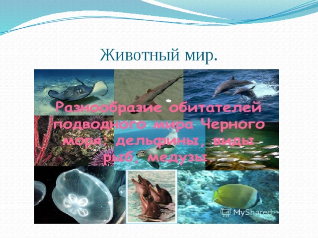 Животный мир. 