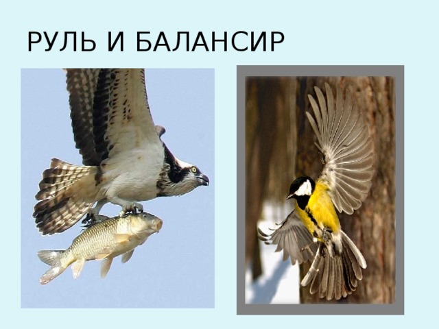 рак акула 